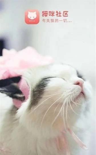 猫咪社区 - 猫咪社区高清视频免费看 Hero图