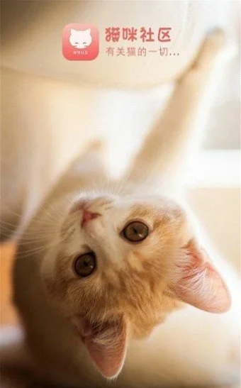 猫咪社区 - 猫咪社区高清视频免费看 Hero图